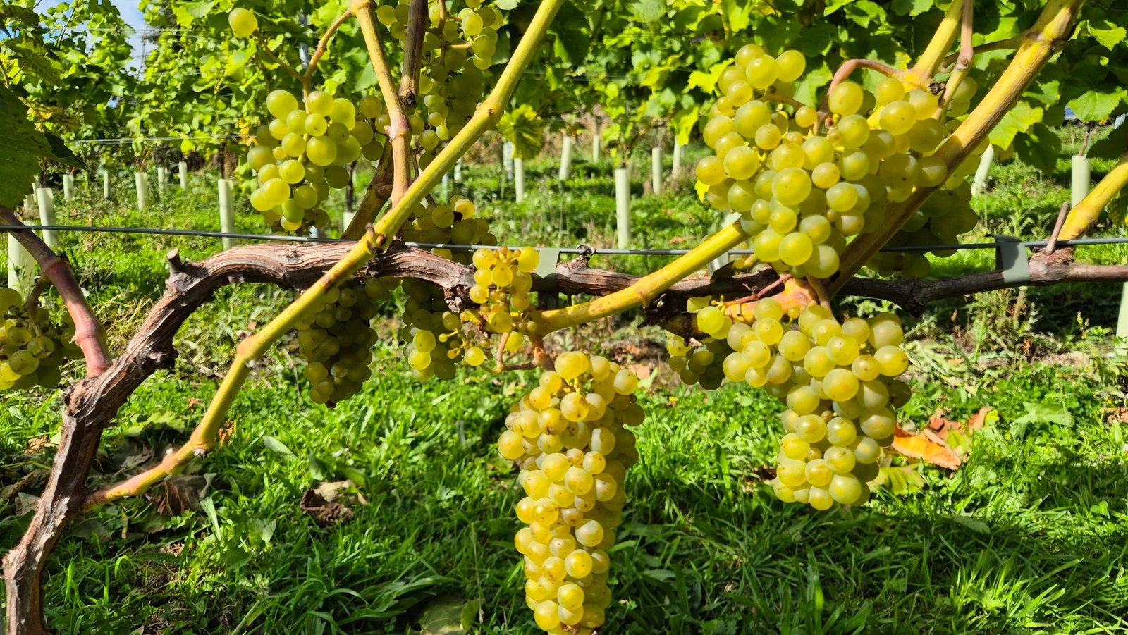 Ripe white grapes growing at Catchburn Vineyard