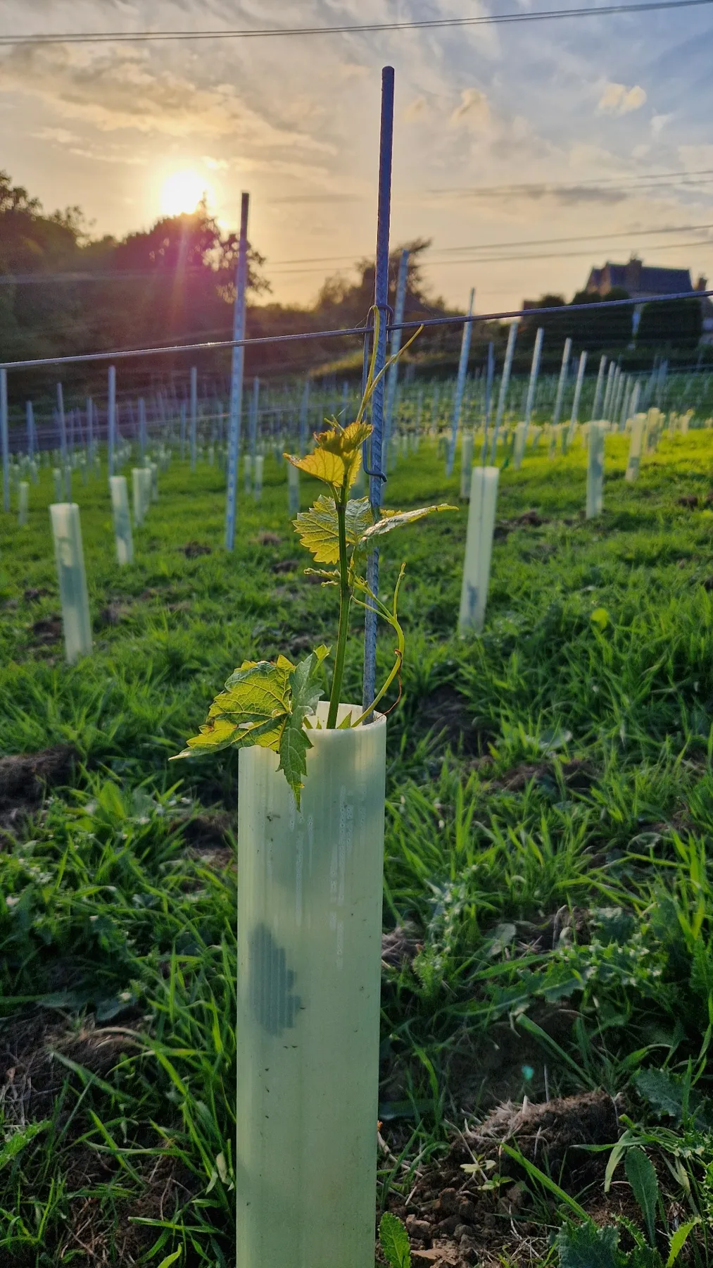 A young vine establishing at Catchburn Vineyard at sunset